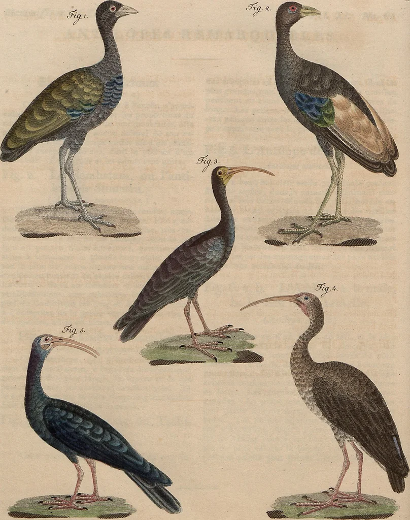 An illustration from (Band 11), 1824, leaf 200