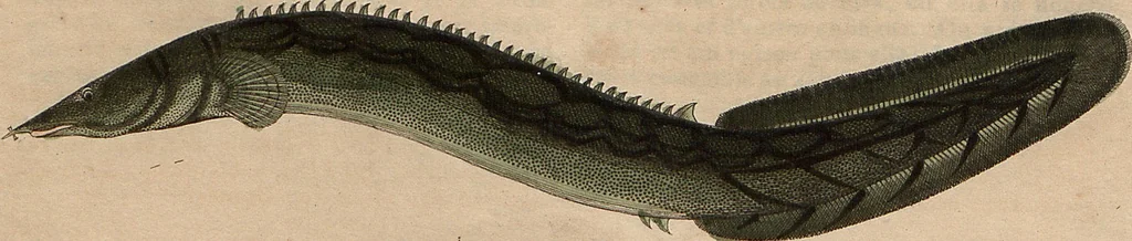 An illustration from (Band 11), 1824, leaf 21