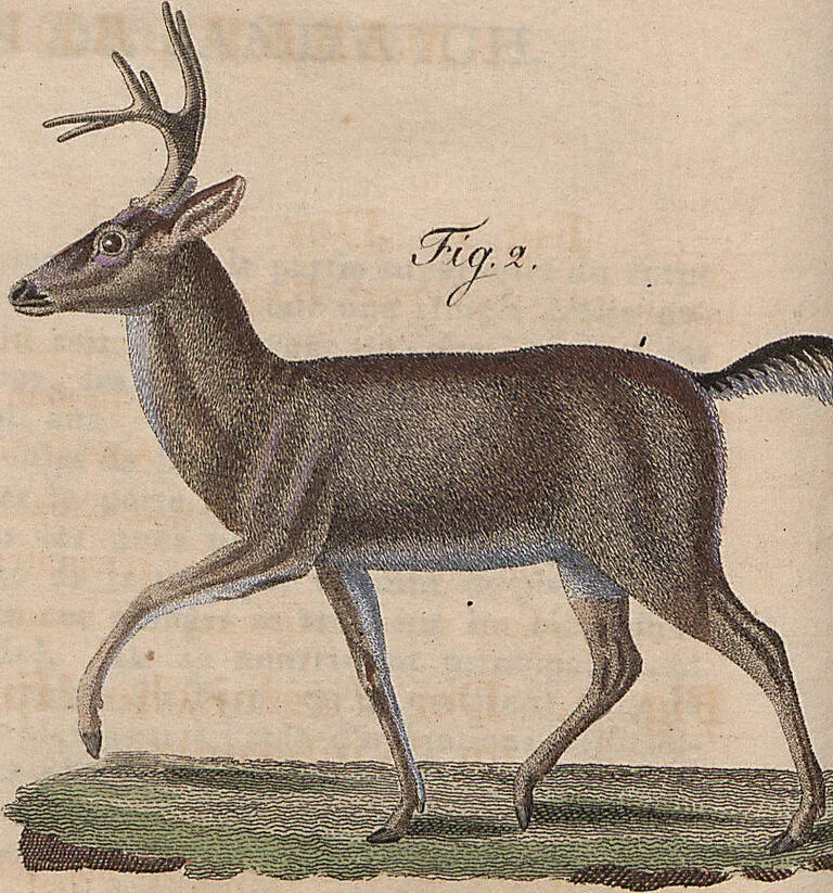 An illustration from (Band 11), 1824, leaf 212