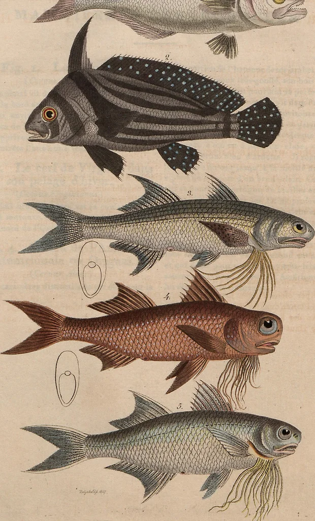 An illustration from (Band 11), 1824, leaf 215
