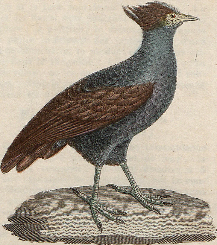 An illustration from (Band 11), 1824, leaf 227