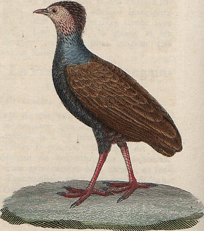An illustration from (Band 11), 1824, leaf 227
