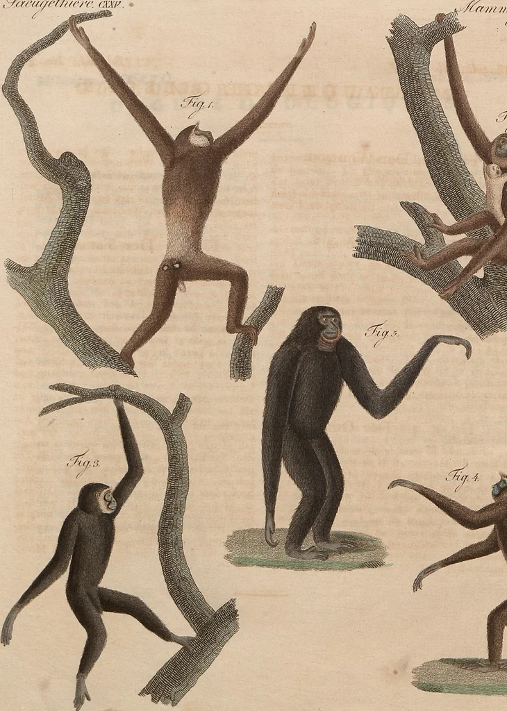 An illustration from (Band 11), 1824, leaf 239