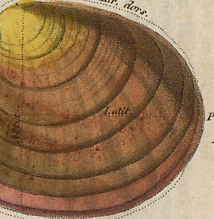 An illustration from (Band 11), 1824, leaf 245