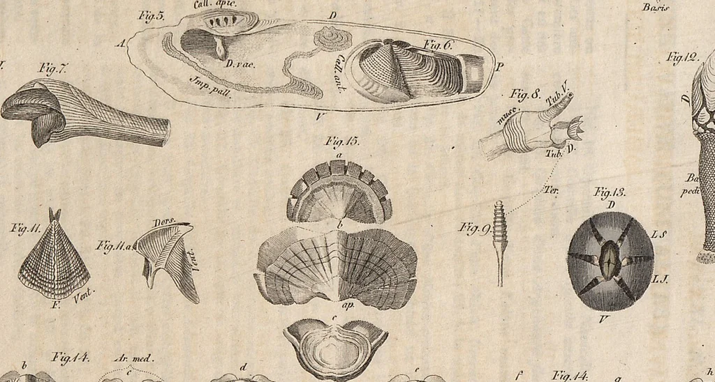 An illustration from (Band 11), 1824, leaf 245