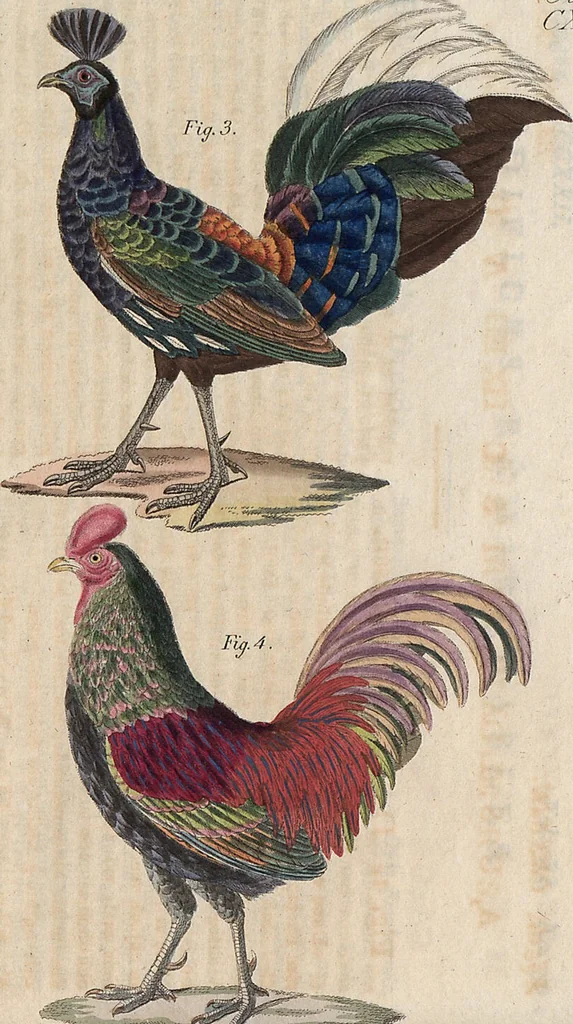 An illustration from (Band 11), 1824, leaf 267