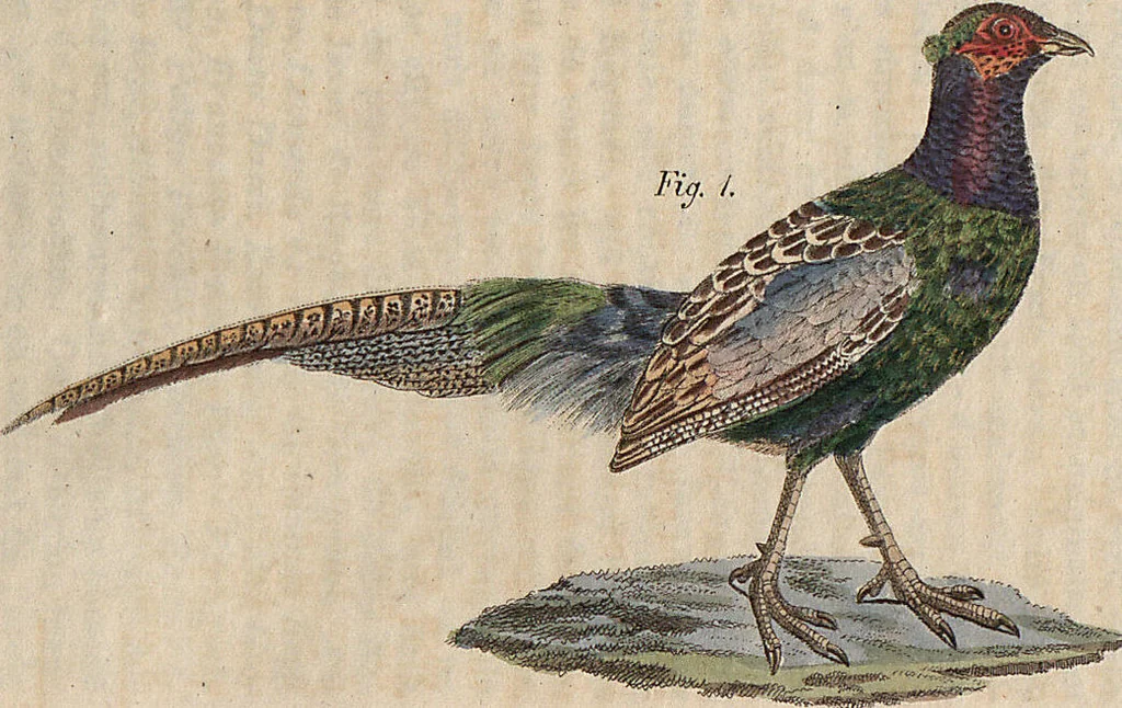 An illustration from (Band 11), 1824, leaf 267