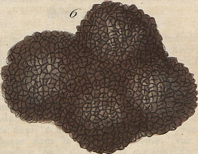 An illustration from (Band 11), 1824, leaf 273