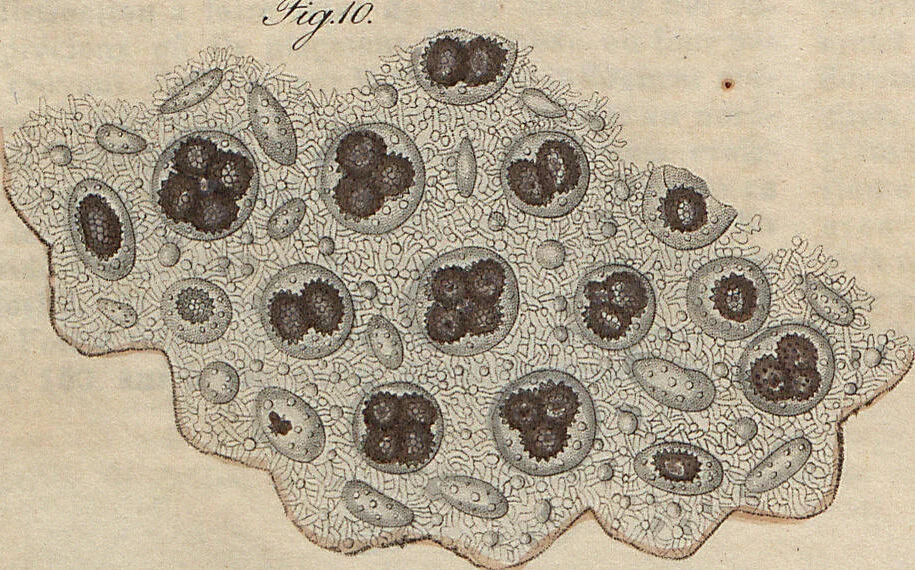 An illustration from (Band 11), 1824, leaf 273