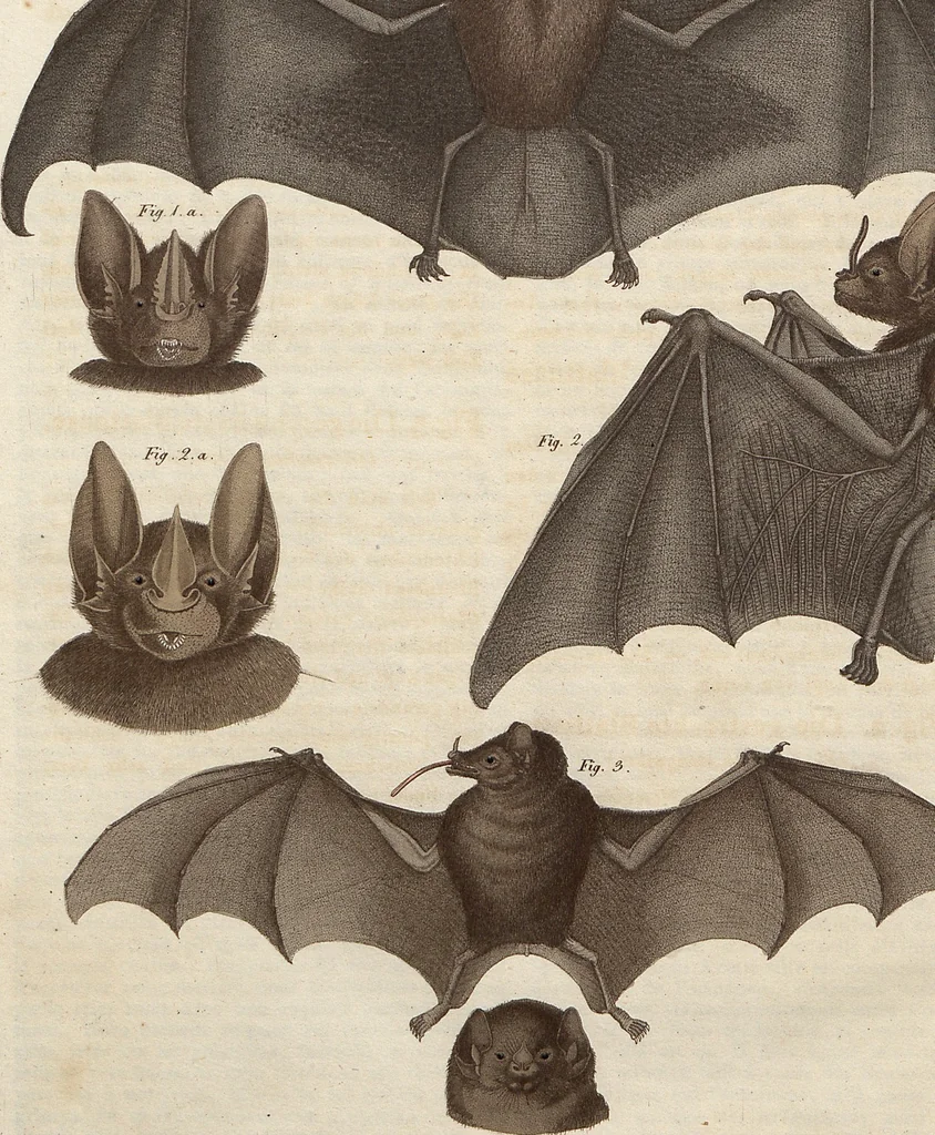 An illustration from (Band 11), 1824, leaf 282