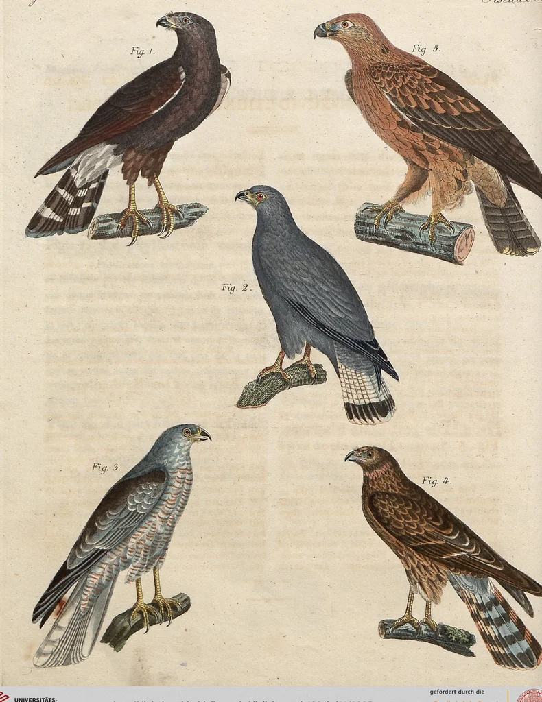 An illustration from (Band 11), 1824, leaf 285