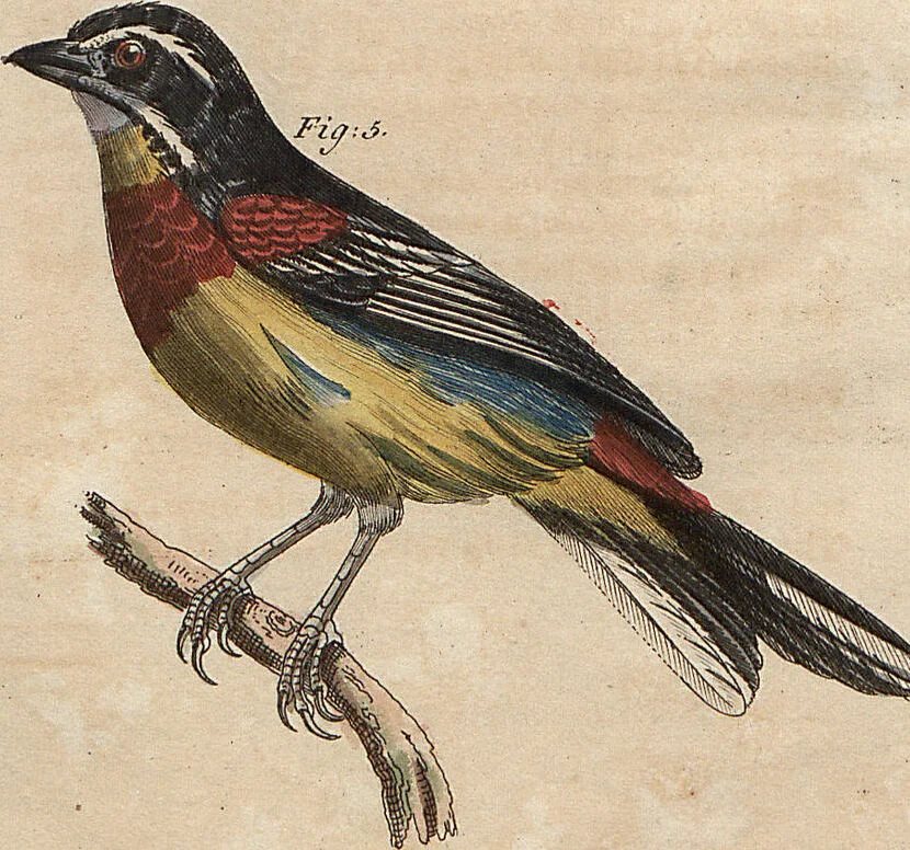 An illustration from (Band 11), 1824, leaf 3