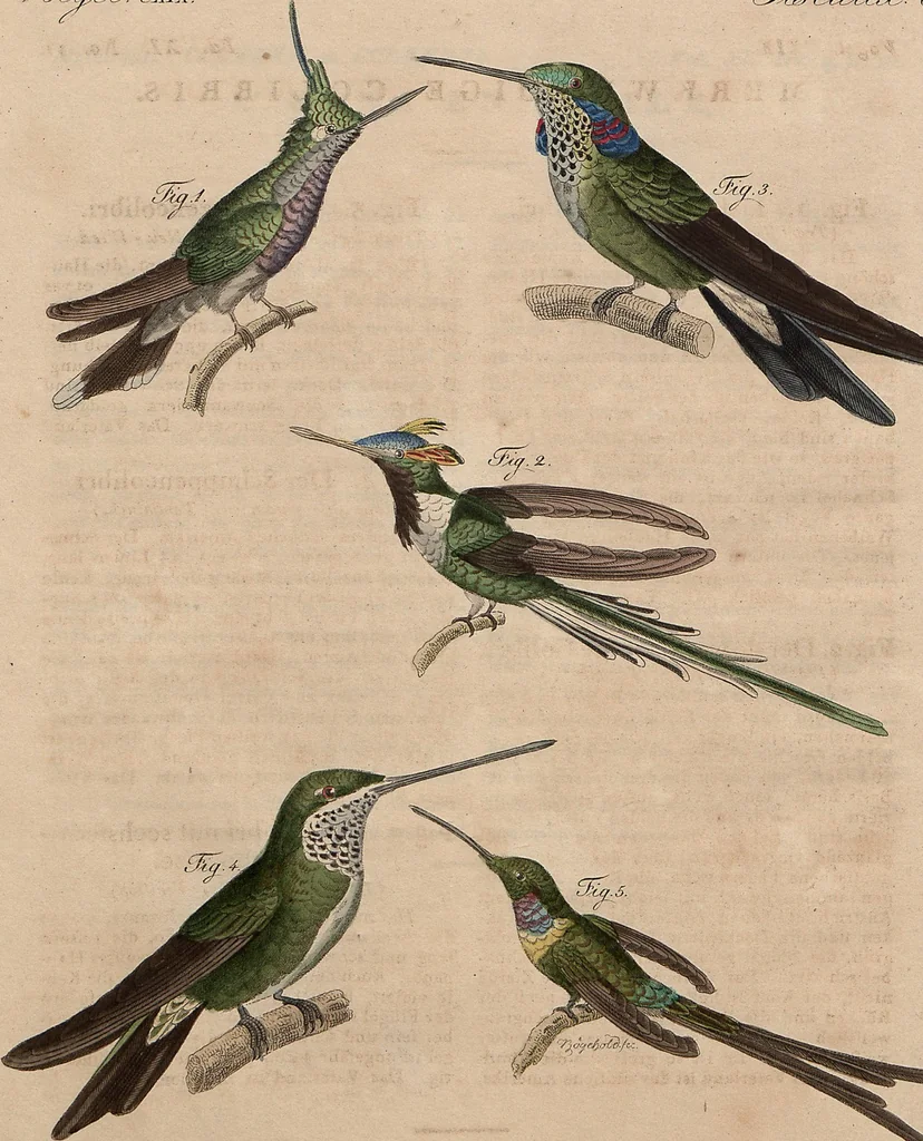 An illustration from (Band 11), 1824, leaf 31