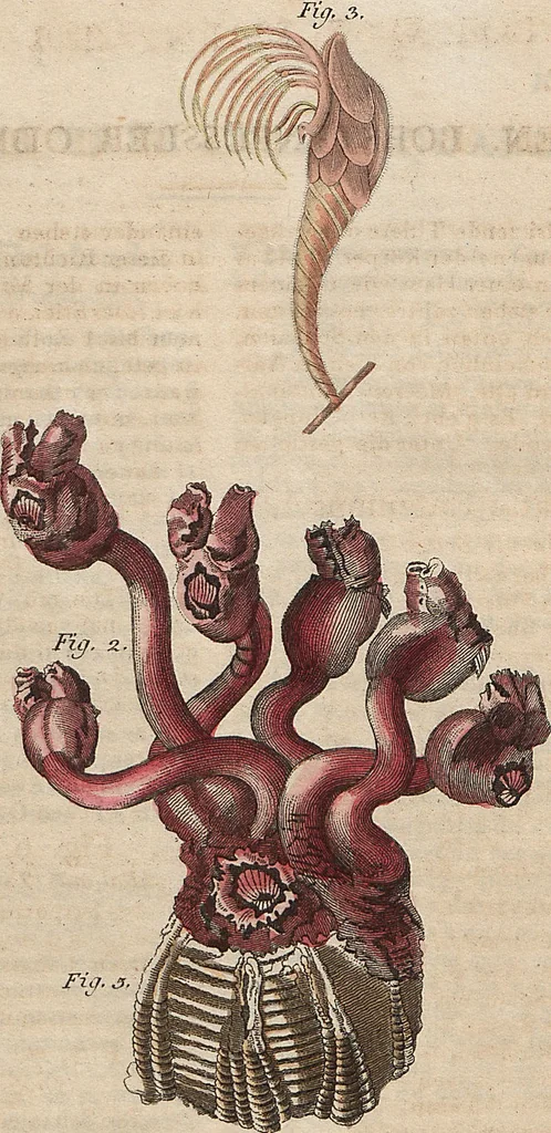 An illustration from (Band 11), 1824, leaf 34