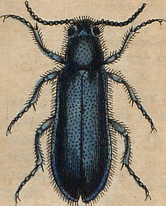 An illustration from (Band 11), 1824, leaf 37