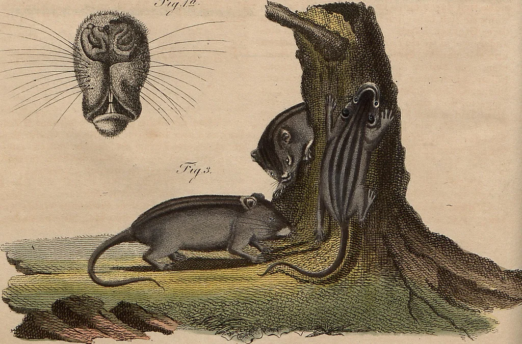 An illustration from (Band 11), 1824, leaf 46