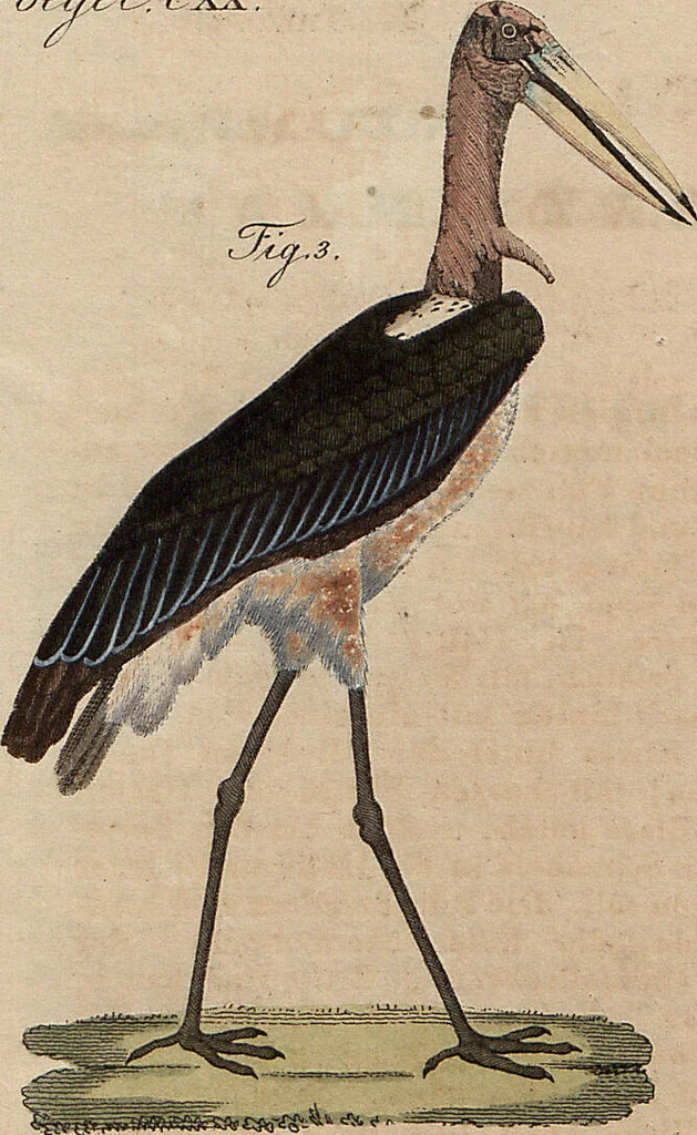 An illustration from (Band 11), 1824, leaf 49