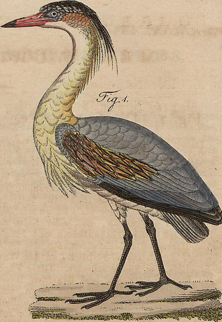 An illustration from (Band 11), 1824, leaf 49