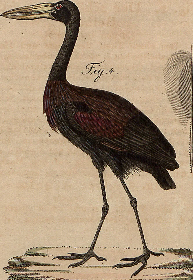 An illustration from (Band 11), 1824, leaf 49