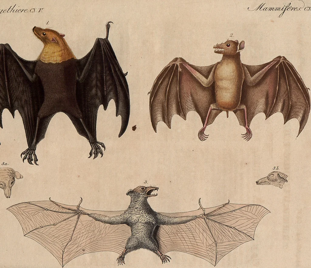 An illustration from (Band 11), 1824, leaf 61