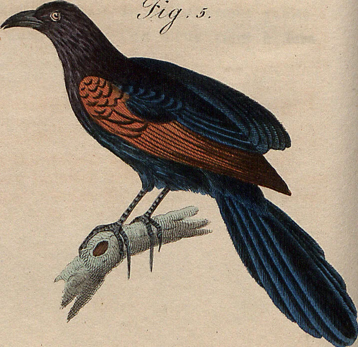 An illustration from (Band 11), 1824, leaf 67