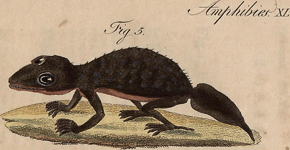 An illustration from (Band 11), 1824, leaf 70