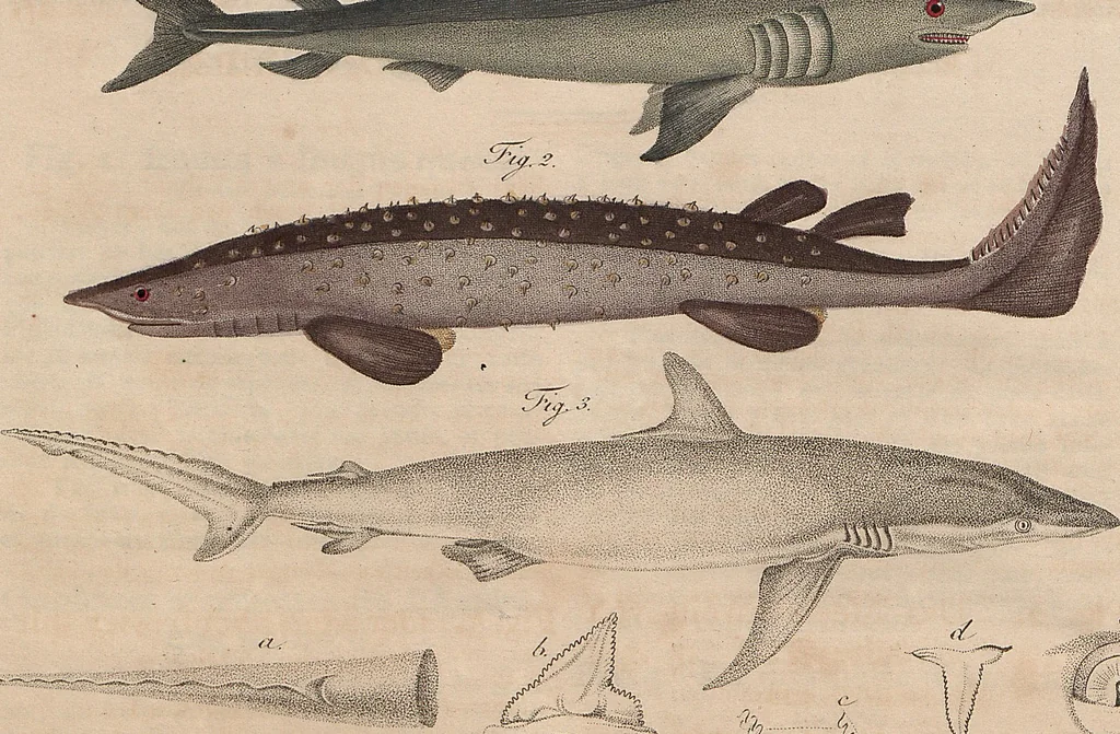 An illustration from (Band 11), 1824, leaf 79