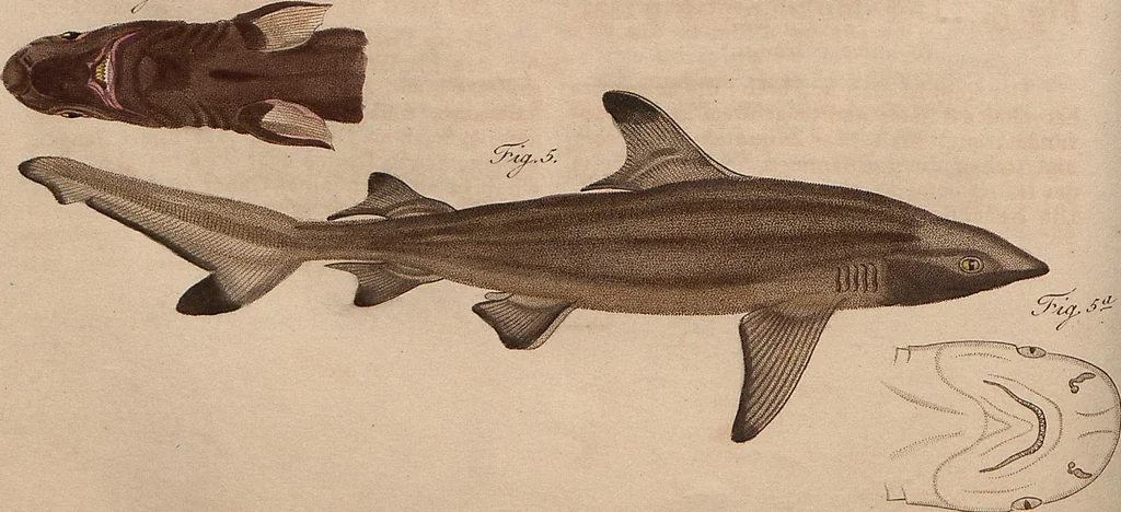An illustration from (Band 11), 1824, leaf 79