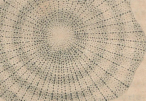 An illustration from (Band 11), 1824, leaf 85