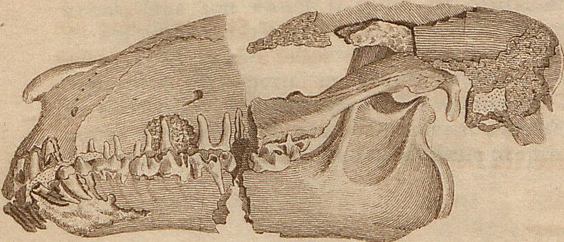 An illustration from (Band 11), 1824, leaf 91