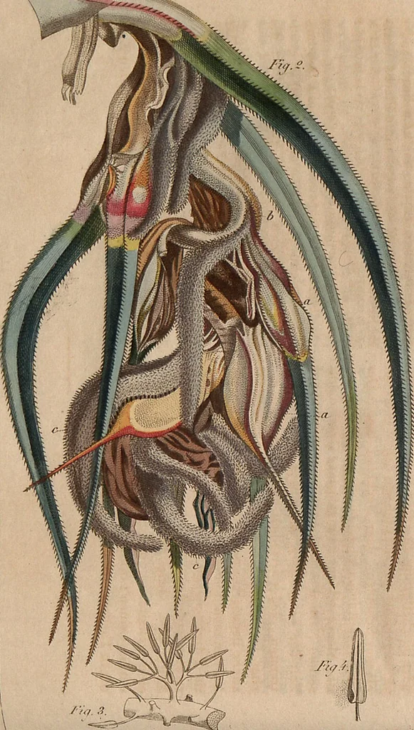 An illustration from (Band 11), 1824, leaf 97