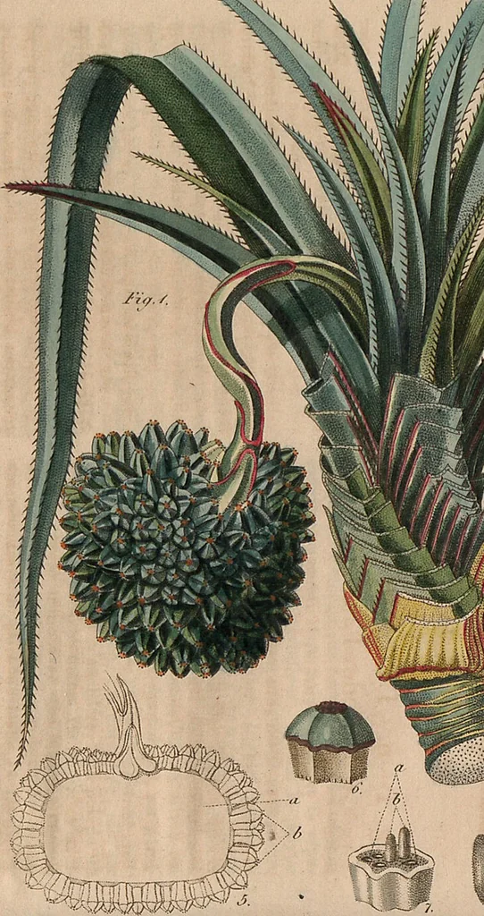 An illustration from (Band 11), 1824, leaf 97