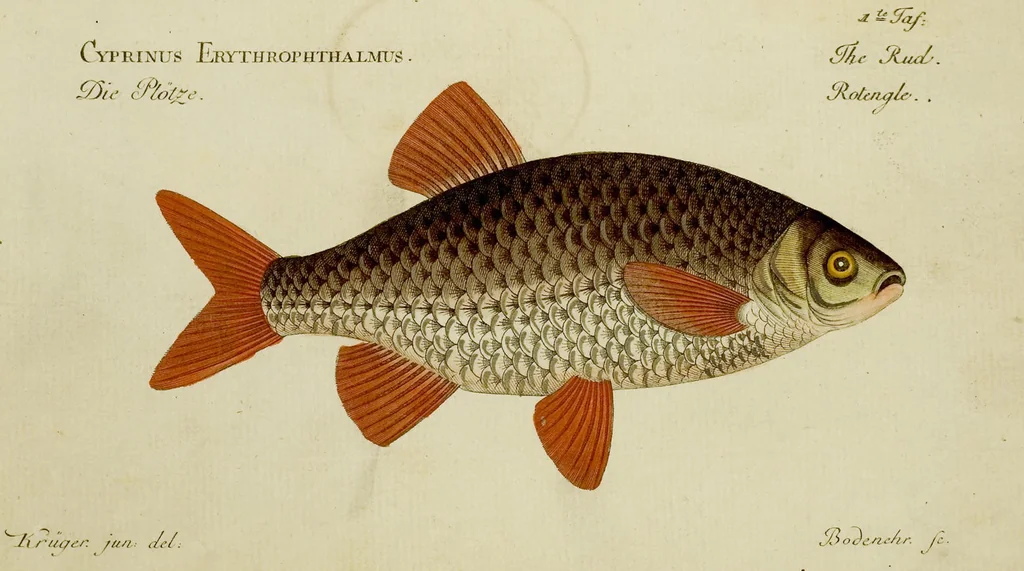 An illustration from (Tafeln), 1784, leaf 1
