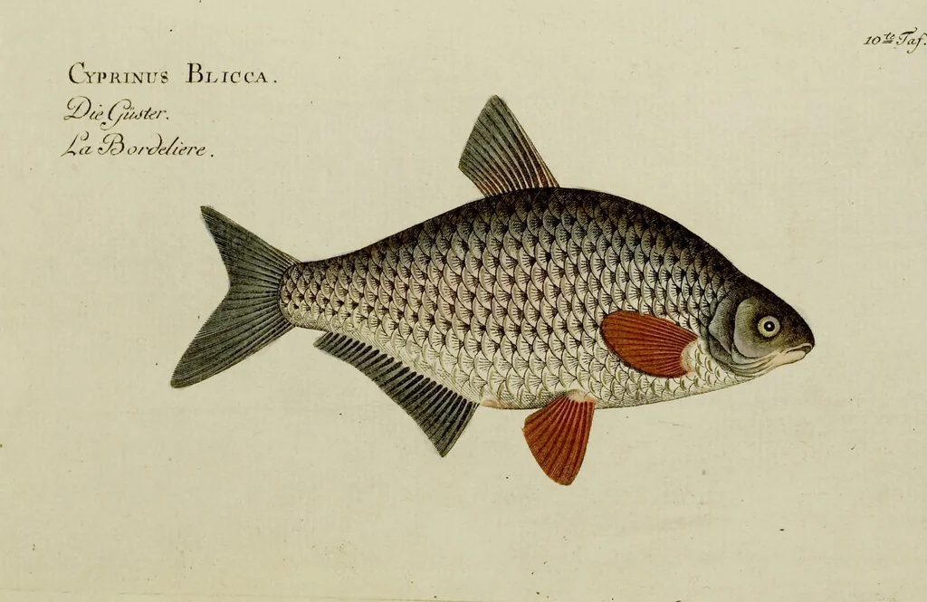 An illustration from (Tafeln), 1784, leaf 10