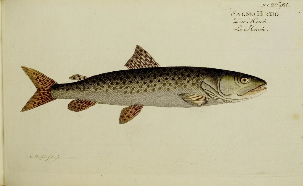 An illustration from (Tafeln), 1784, leaf 100