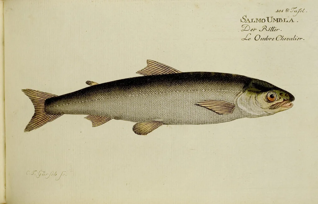 An illustration from (Tafeln), 1784, leaf 101