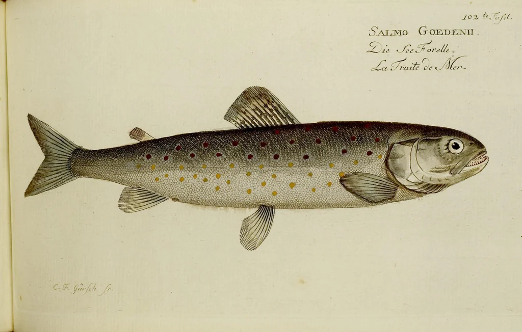 An illustration from (Tafeln), 1784, leaf 102