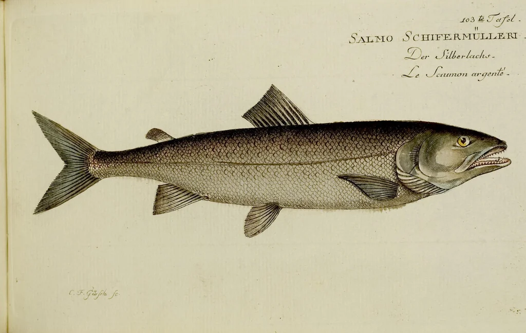 An illustration from (Tafeln), 1784, leaf 103