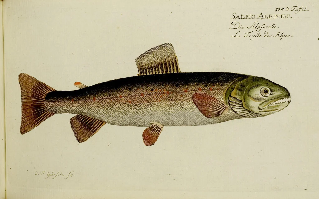 An illustration from (Tafeln), 1784, leaf 104