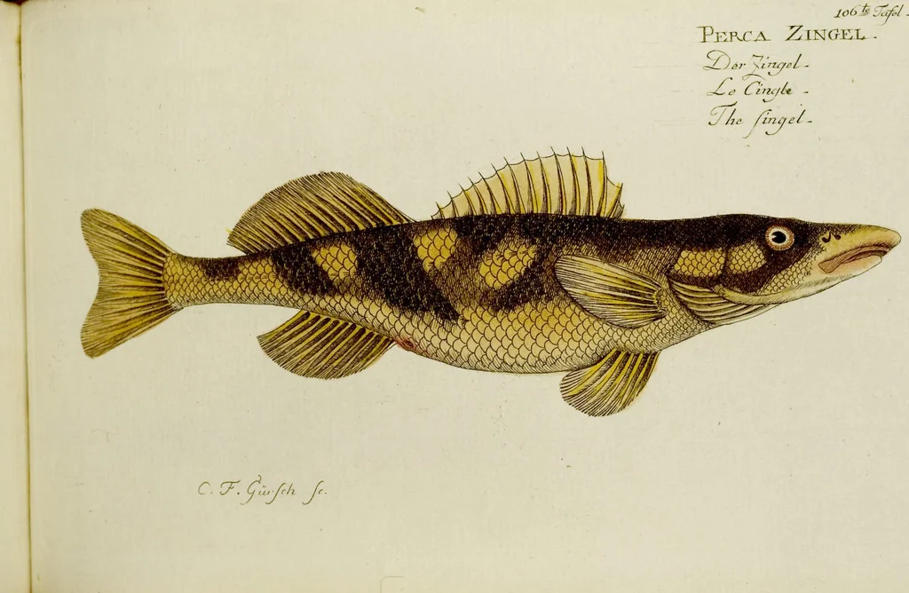 An illustration from (Tafeln), 1784, leaf 106