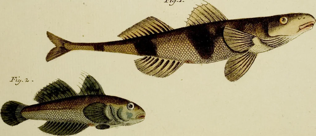 An illustration from (Tafeln), 1784, leaf 107