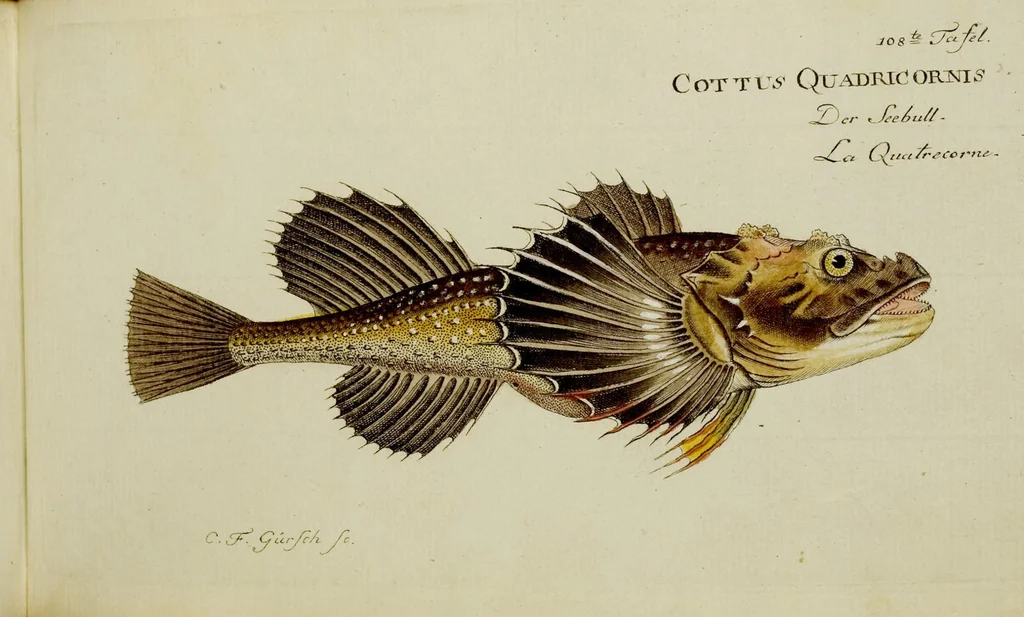 An illustration from (Tafeln), 1784, leaf 108