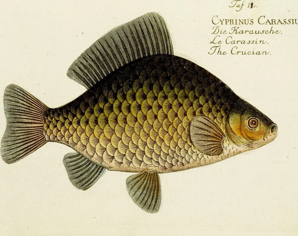 An illustration from (Tafeln), 1784, leaf 11