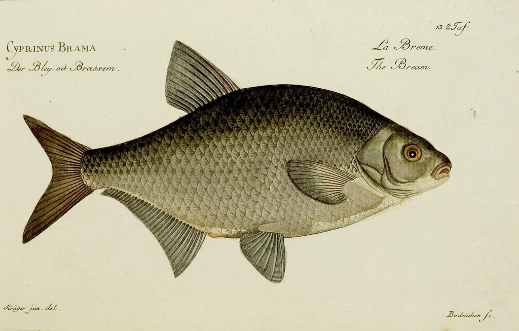 An illustration from (Tafeln), 1784, leaf 13