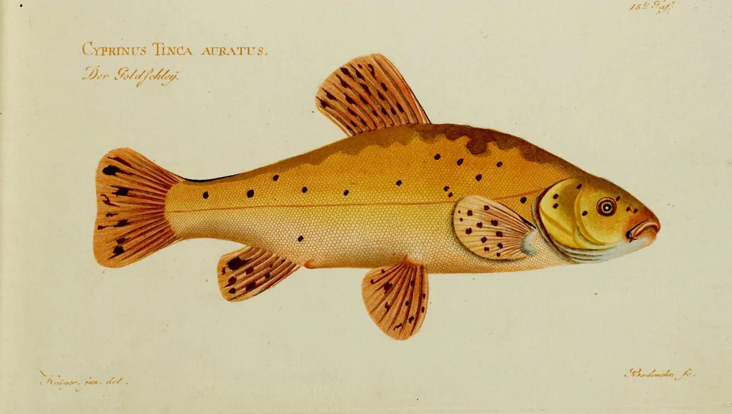 An illustration from (Tafeln), 1784, leaf 15