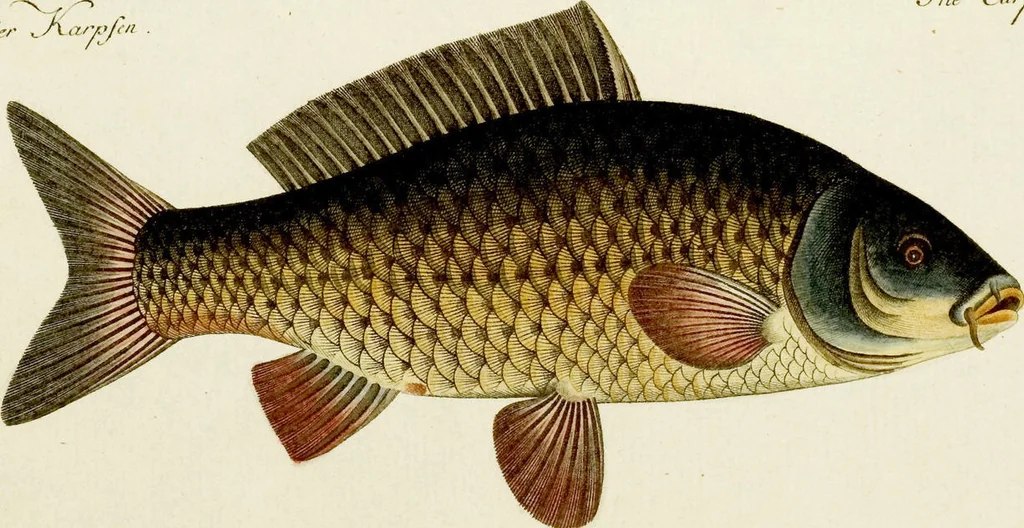 An illustration from (Tafeln), 1784, leaf 16