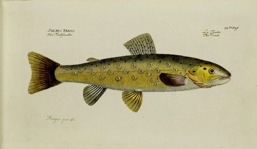 An illustration from (Tafeln), 1784, leaf 22