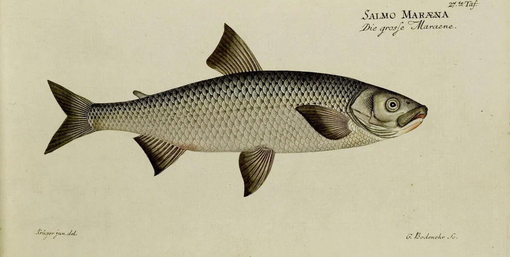 An illustration from (Tafeln), 1784, leaf 27