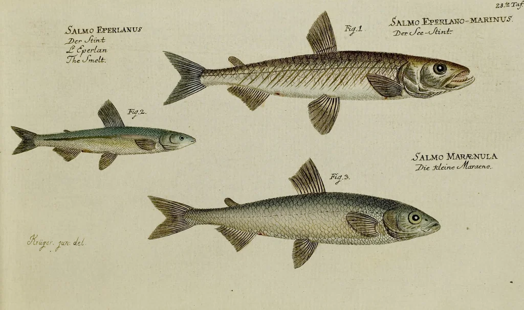 An illustration from (Tafeln), 1784, leaf 28
