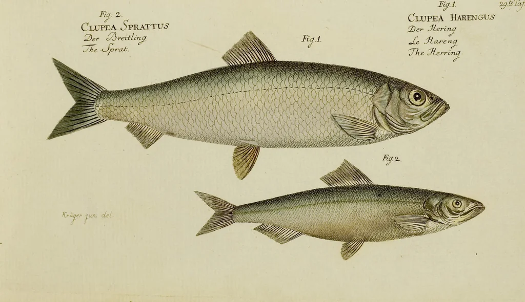 An illustration from (Tafeln), 1784, leaf 29